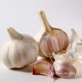 Wholesale Garlic Cultivars In Bulk